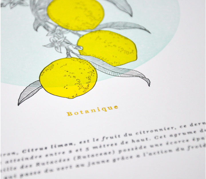 Affiche - Botanique Citrons – Image 3